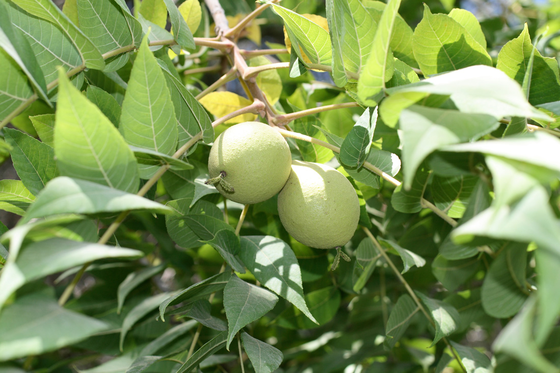 Image of Juglans nigra specimen.