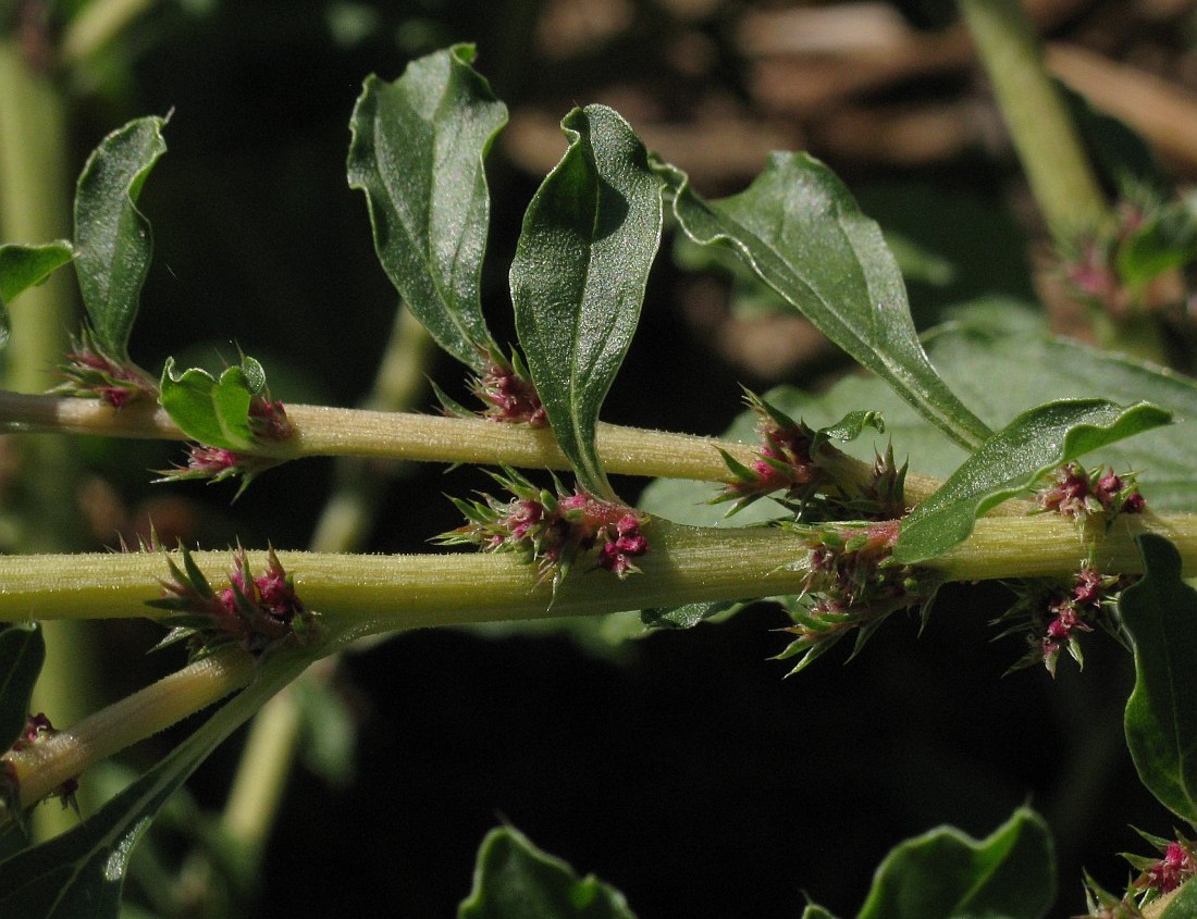 Image of Amaranthus albus specimen.