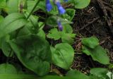 Mertensia stylosa