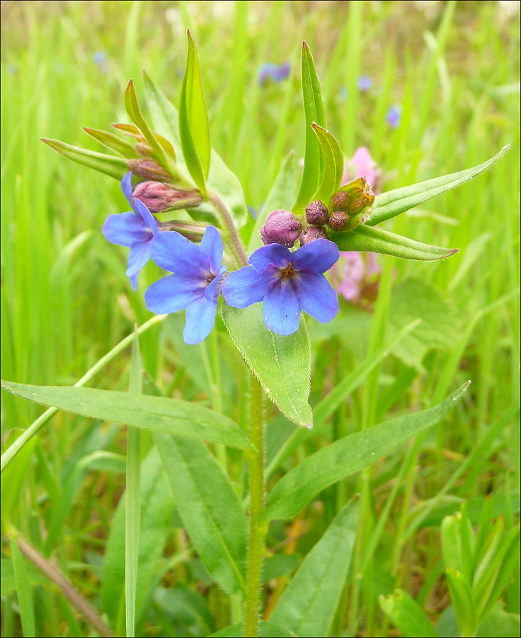 Image of Aegonychon purpureocaeruleum specimen.