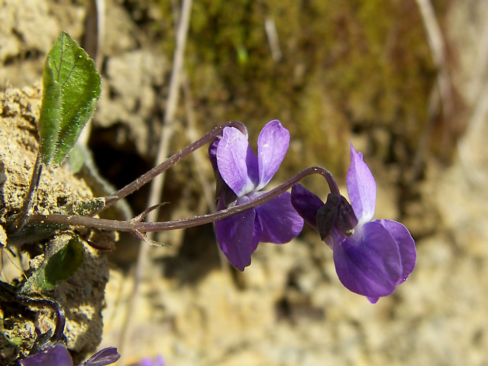 Изображение особи Viola dehnhardtii.