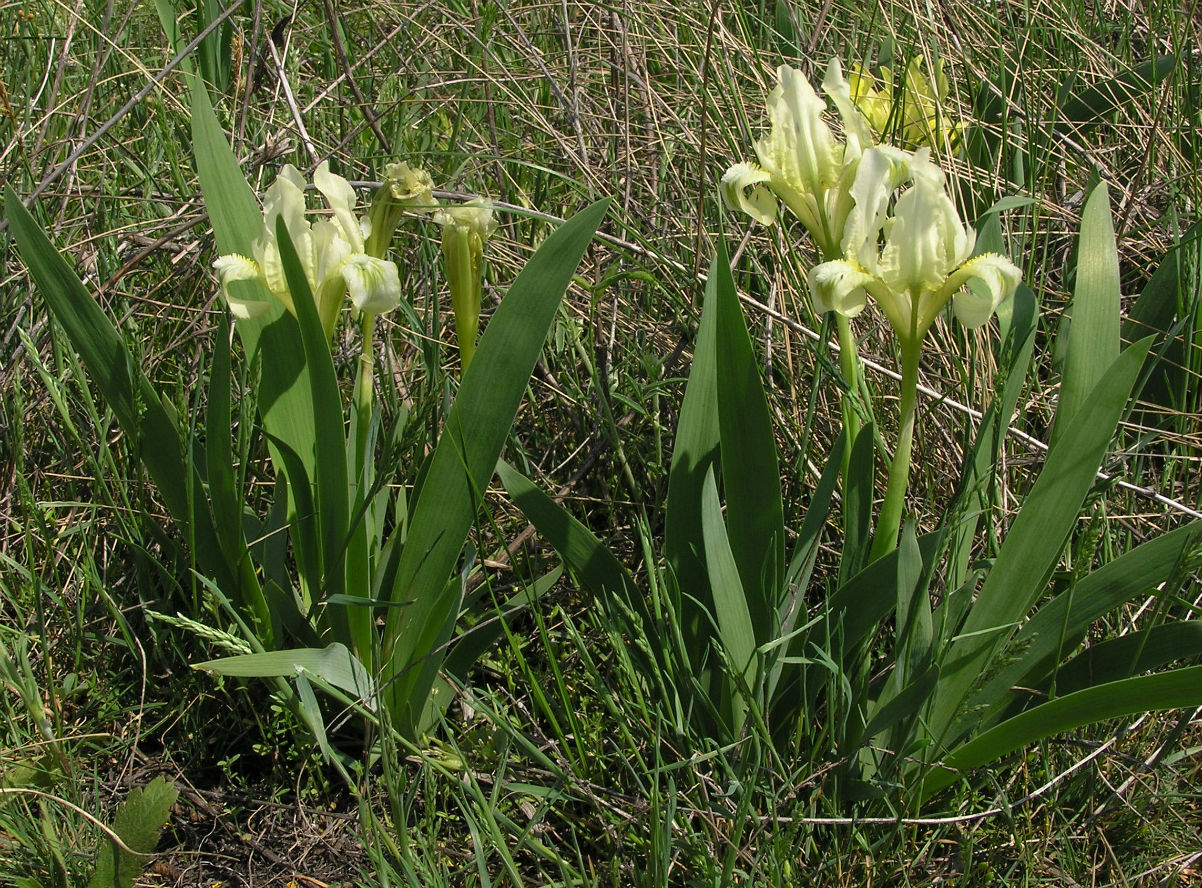 Изображение особи Iris pumila.