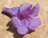 Jacaranda mimosifolia. Опавший цветок. Израиль, Шарон, г. Герцлия, в культуре. 28.04.2012.