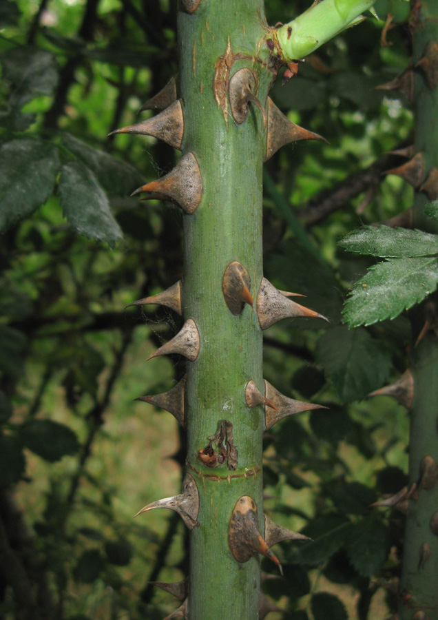 Image of Rosa canina specimen.