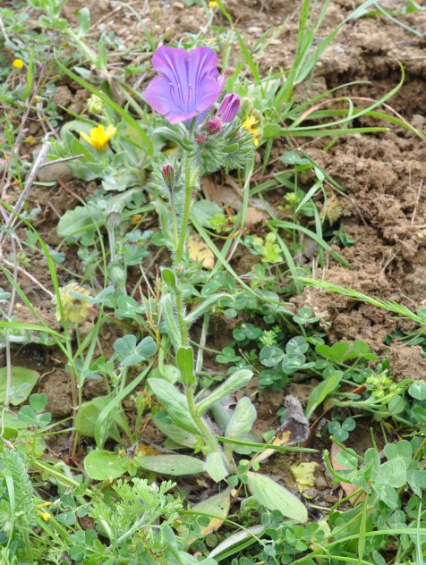 Image of Echium plantagineum specimen.