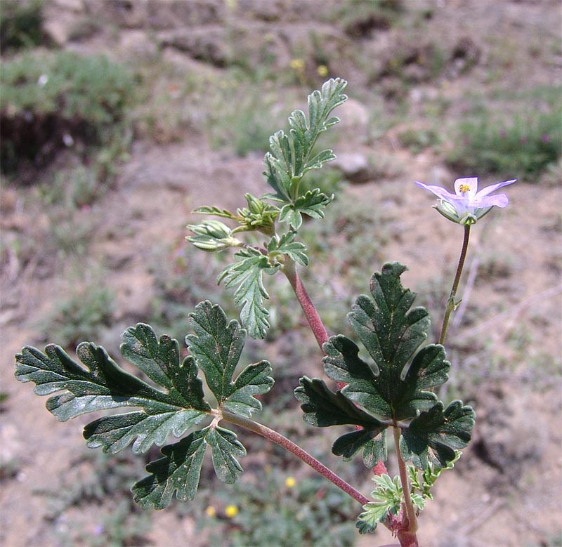 Image of Erodium oxyrhynchum specimen.