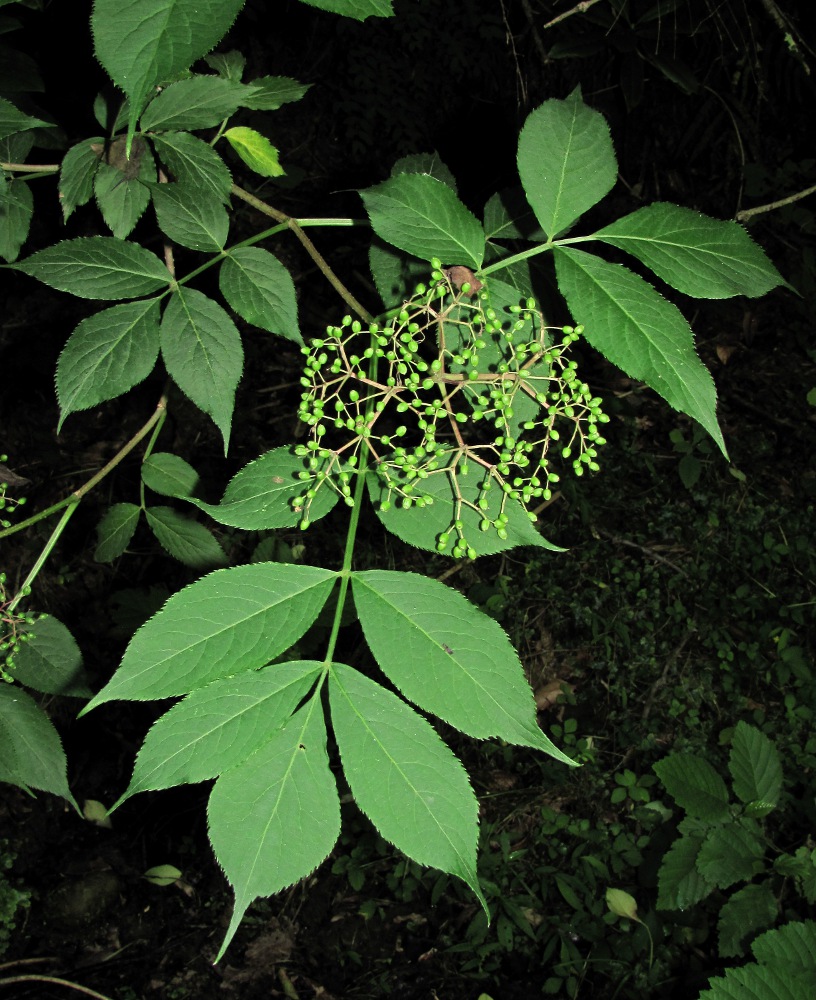 Image of Sambucus nigra specimen.