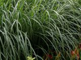 Miscanthus sinensis