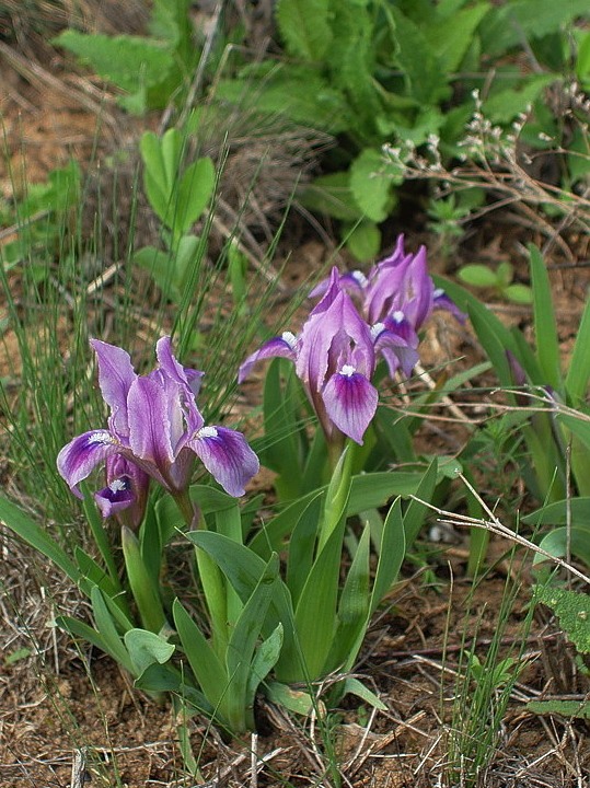 Image of Iris pumila specimen.