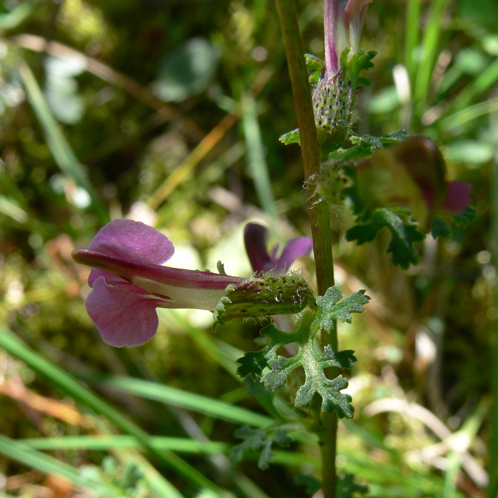 Image of Pedicularis palustris specimen.