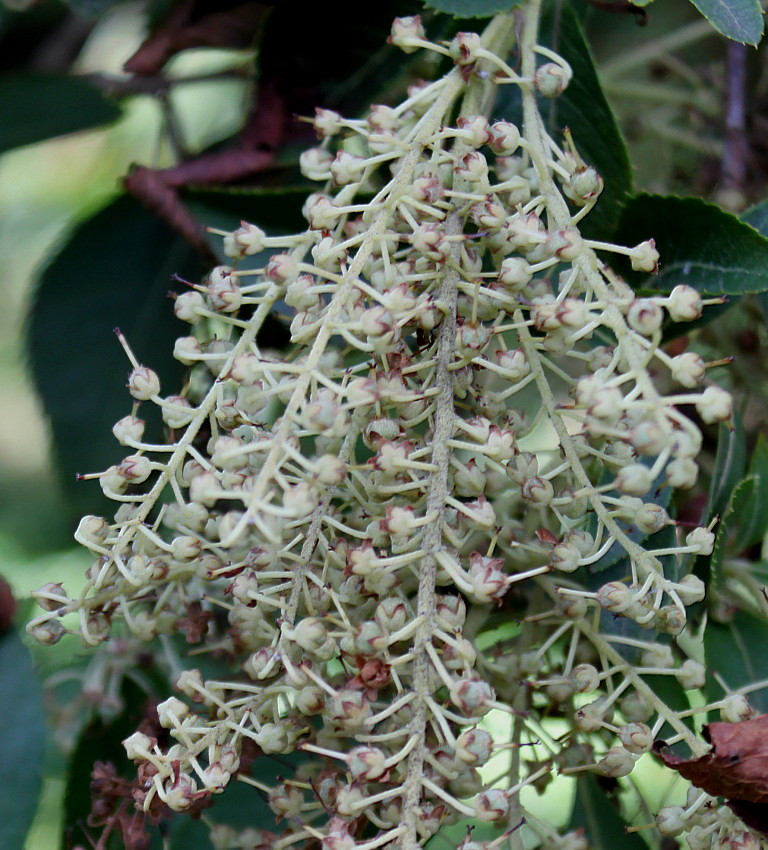 Image of Clethra barbinervis specimen.