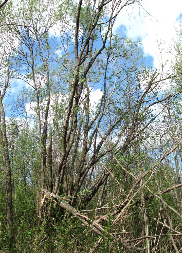 Image of Salix gmelinii specimen.