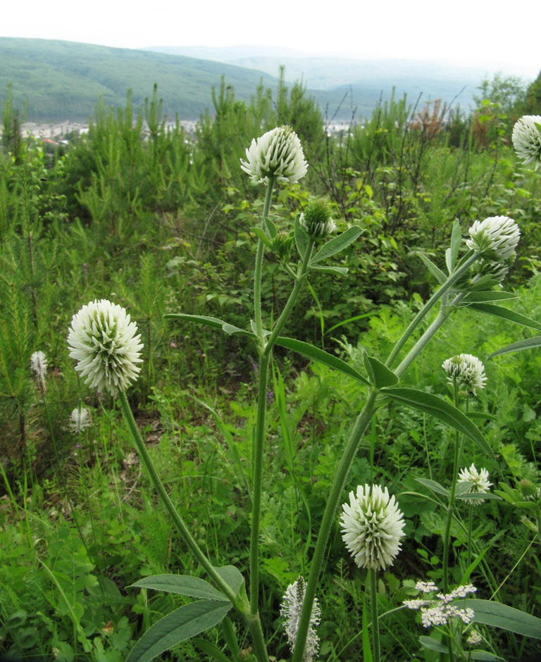 Изображение особи Trifolium montanum.