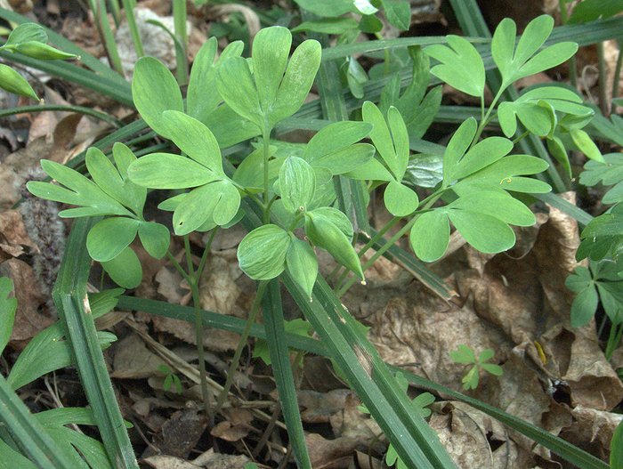 Image of Corydalis intermedia specimen.