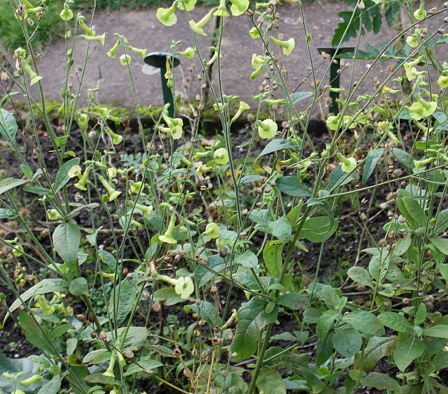 Изображение особи Nicotiana langsdorffii.