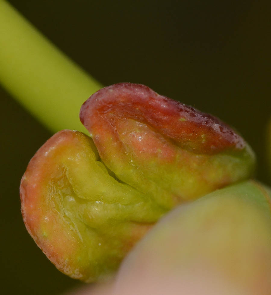 Image of Ficus elastica specimen.