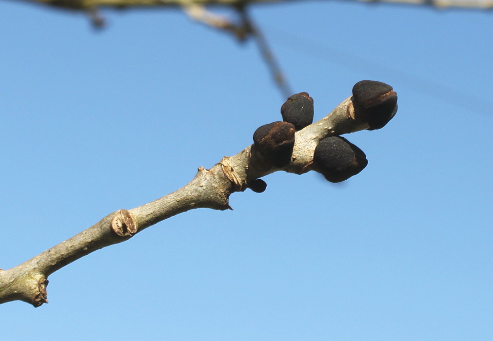 Изображение особи Fraxinus excelsior.