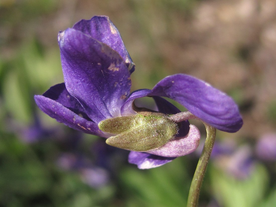 Image of Viola ambigua specimen.