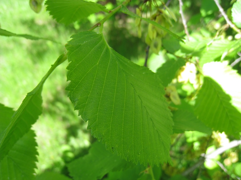 Изображение особи Ulmus laevis.