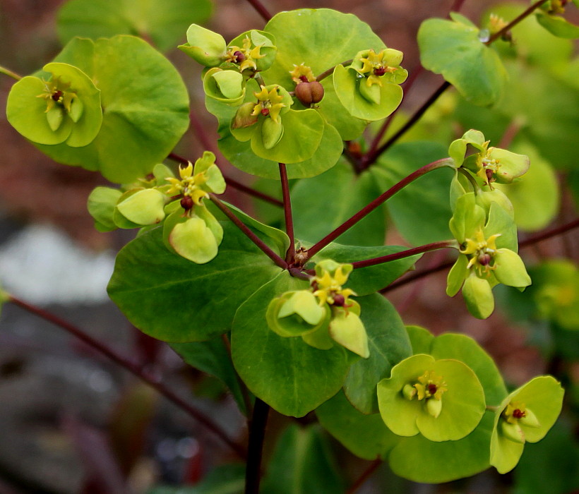 Изображение особи род Euphorbia.