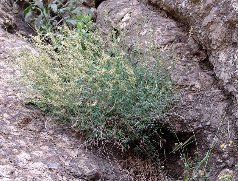 Image of Crucianella gilanica specimen.