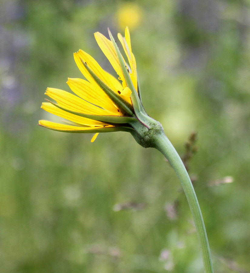 Image of genus Tragopogon specimen.