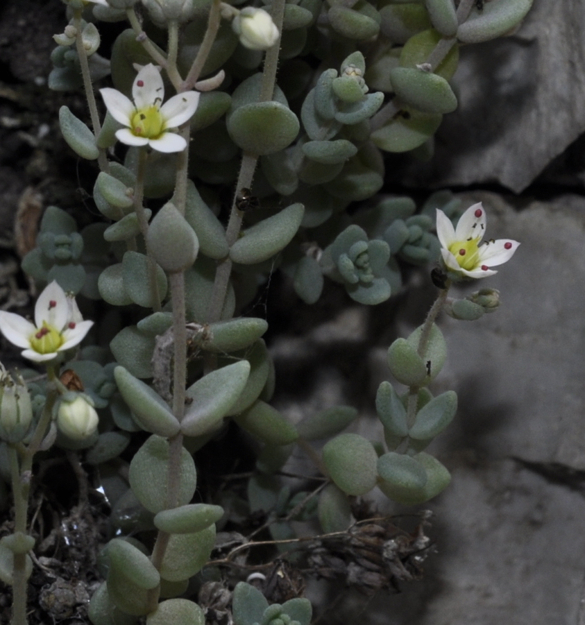 Image of Sedum dasyphyllum specimen.