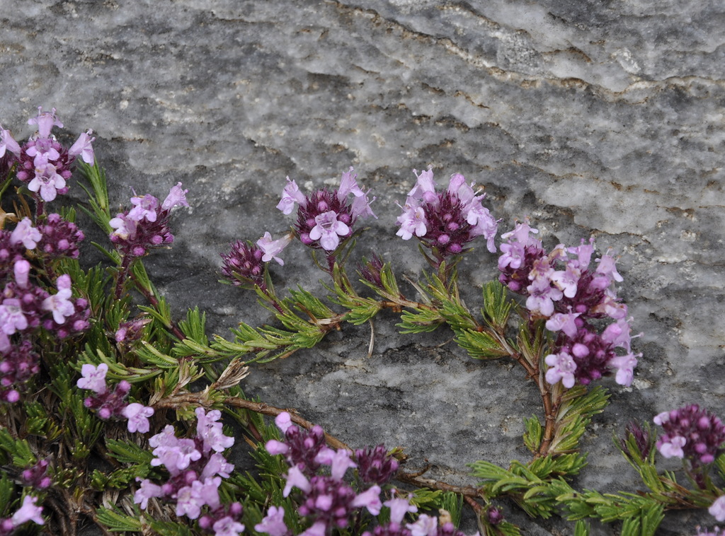 Image of Thymus boissieri specimen.