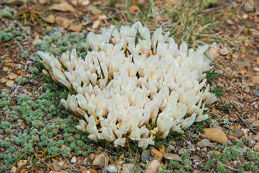 Image of Astragalus brevifolius specimen.