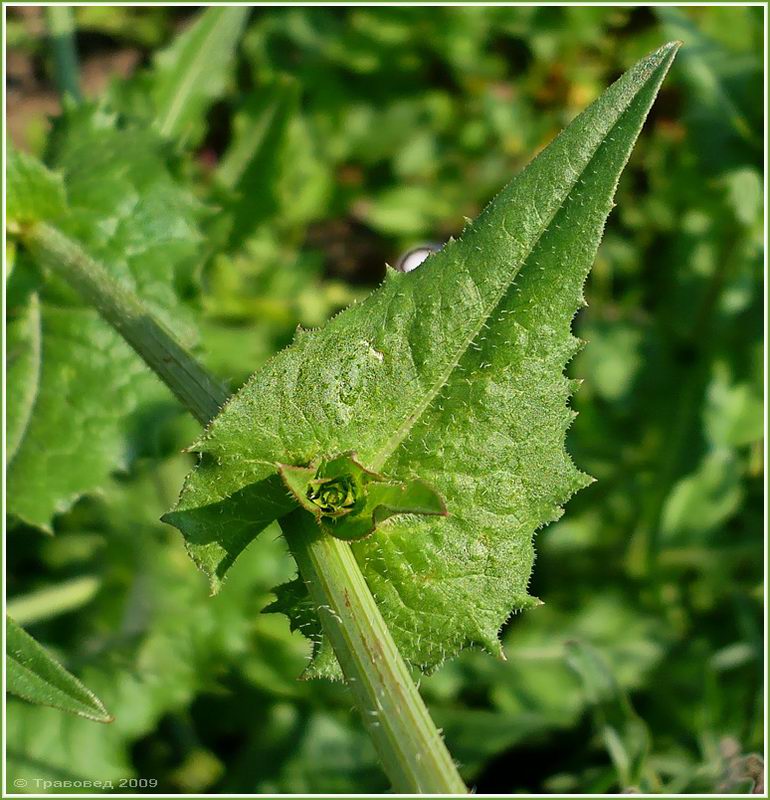 Изображение особи Cichorium intybus.