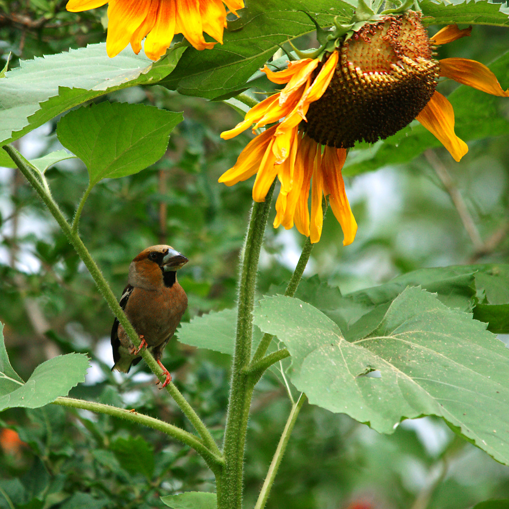 Image of Helianthus annuus specimen.