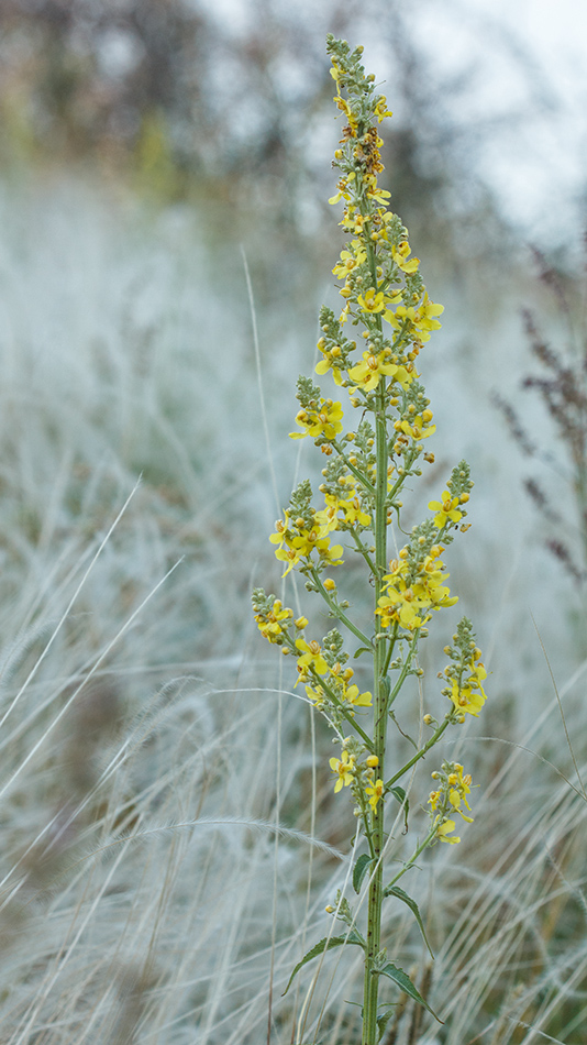 Image of Verbascum lychnitis specimen.