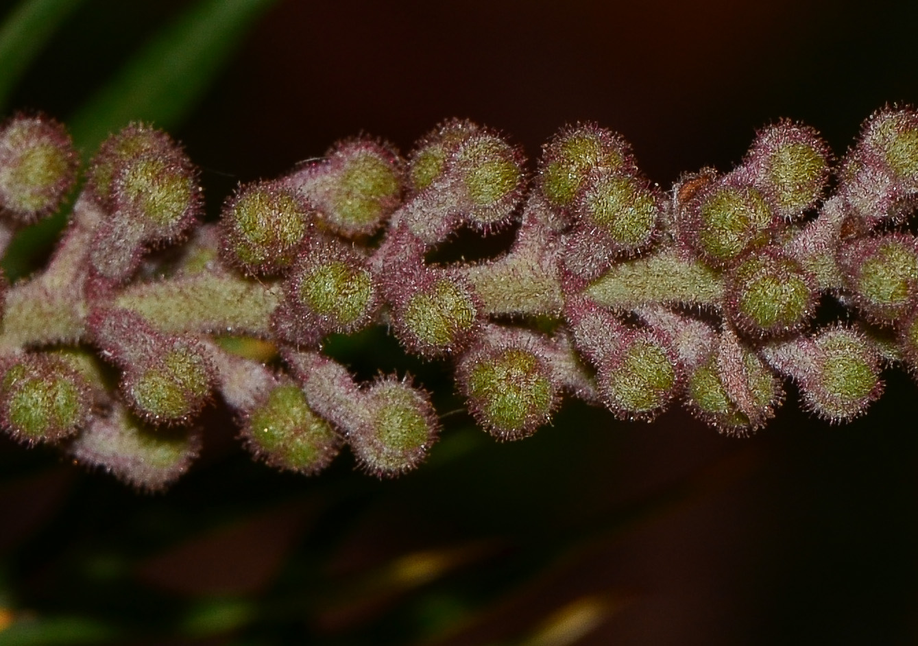 Image of Grevillea banksii specimen.