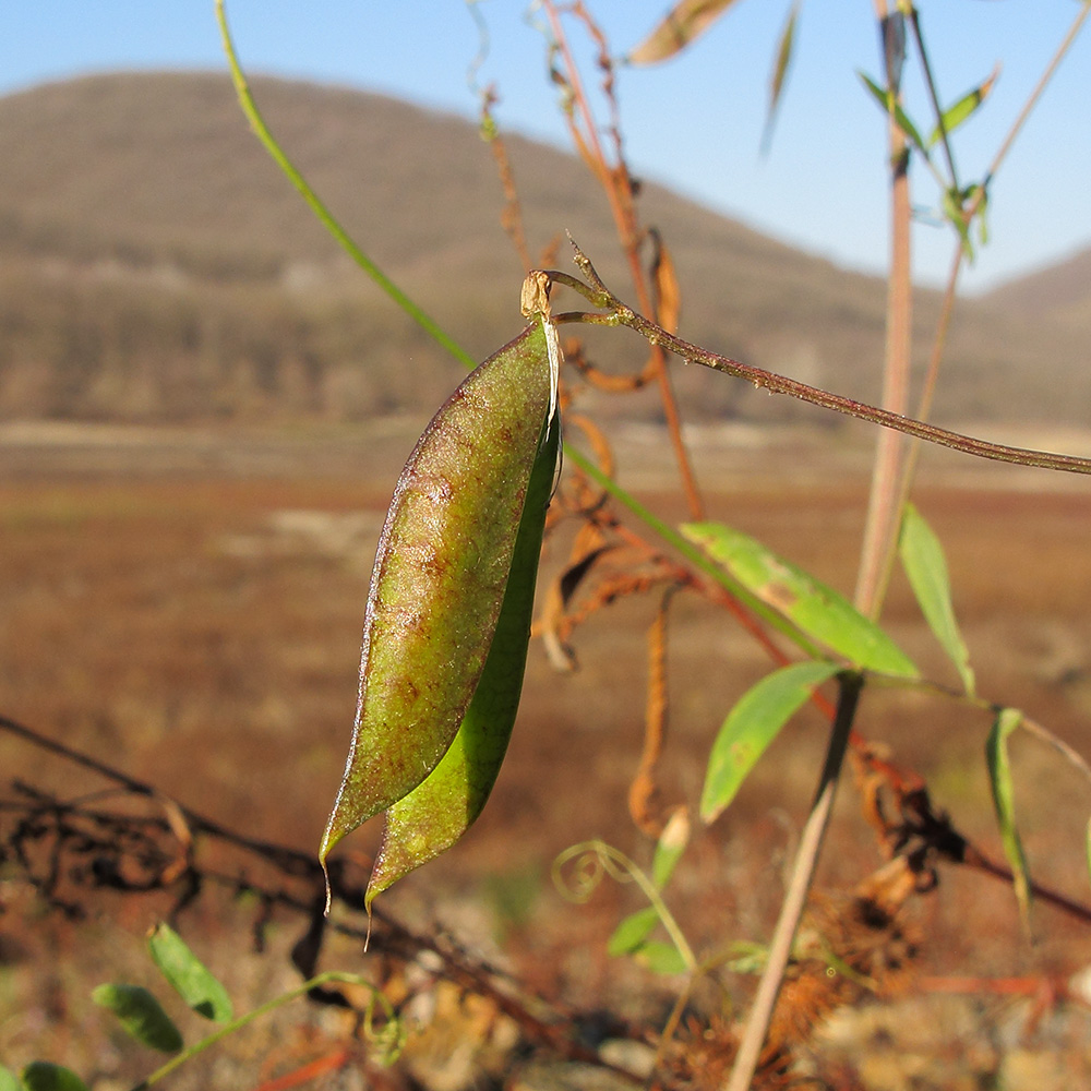 Изображение особи Vicia biennis.