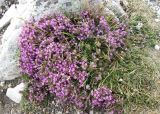 genus Thymus