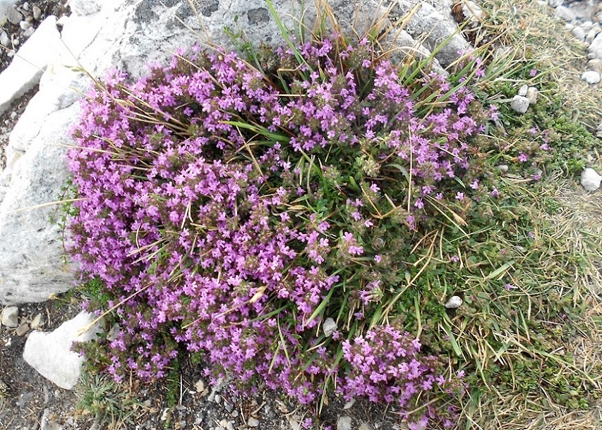 Image of genus Thymus specimen.