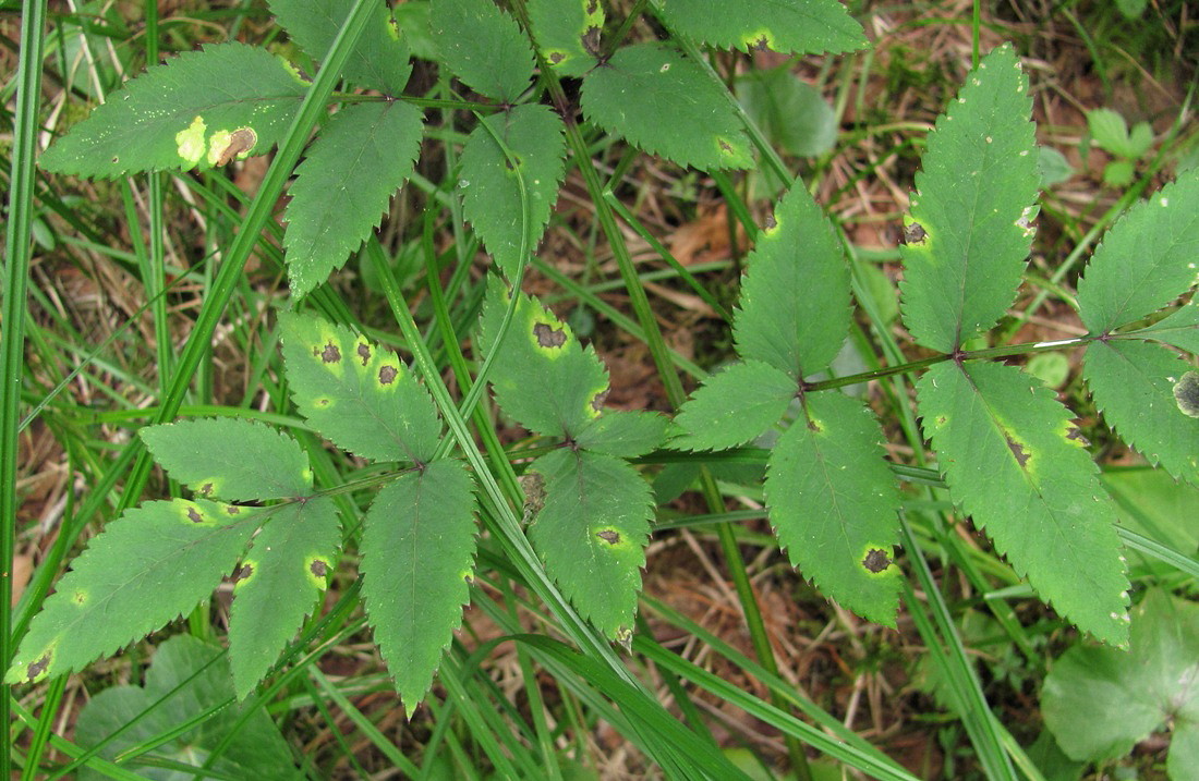 Image of Angelica sylvestris specimen.