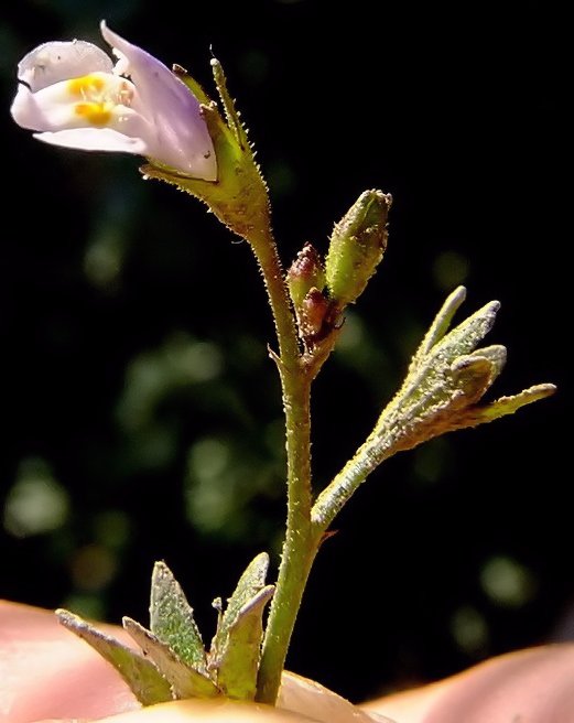 Изображение особи Mazus pumilus.