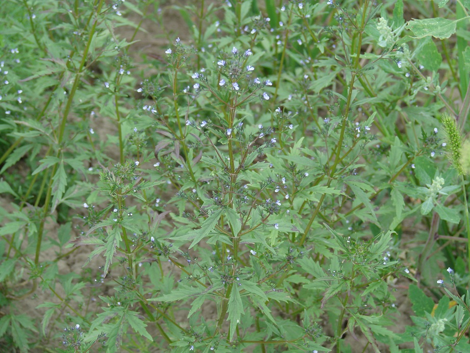 Image of Amethystea caerulea specimen.