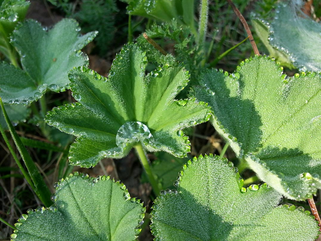 Изображение особи род Alchemilla.