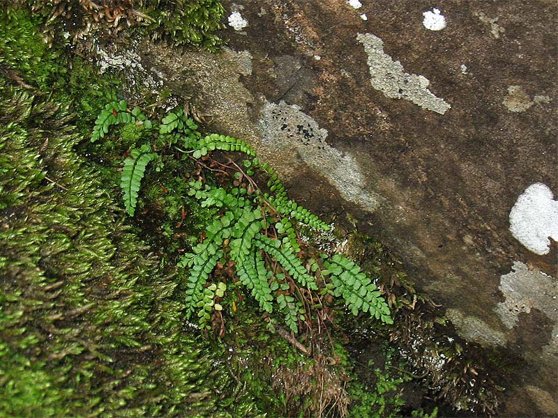 Image of Asplenium viride specimen.