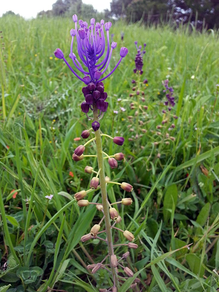 Image of Leopoldia comosa specimen.