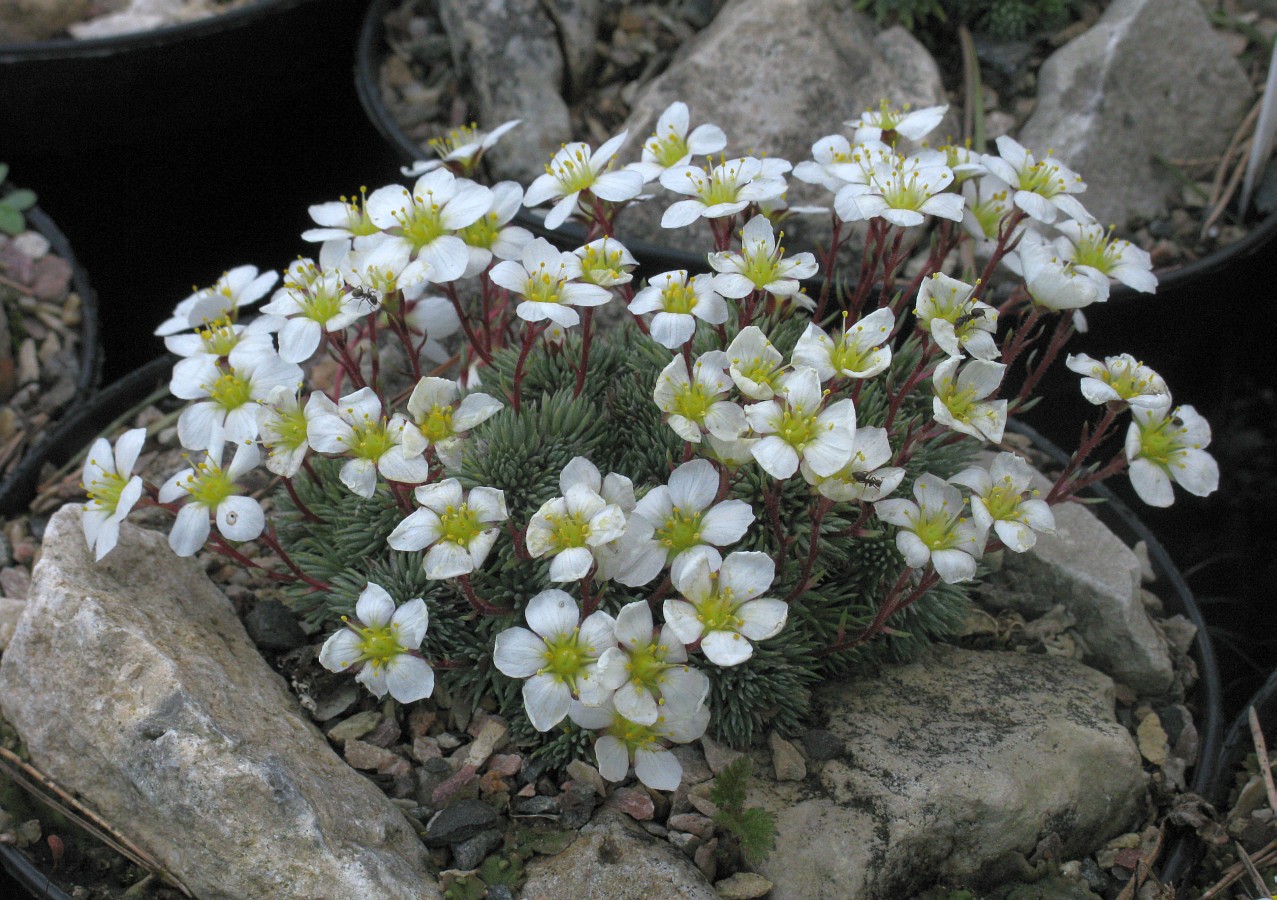 Image of Saxifraga burseriana specimen.