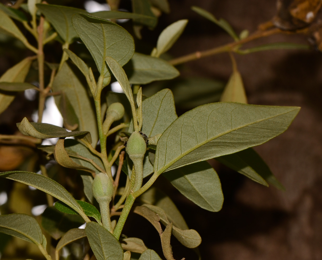 Изображение особи Lagunaria patersonia.