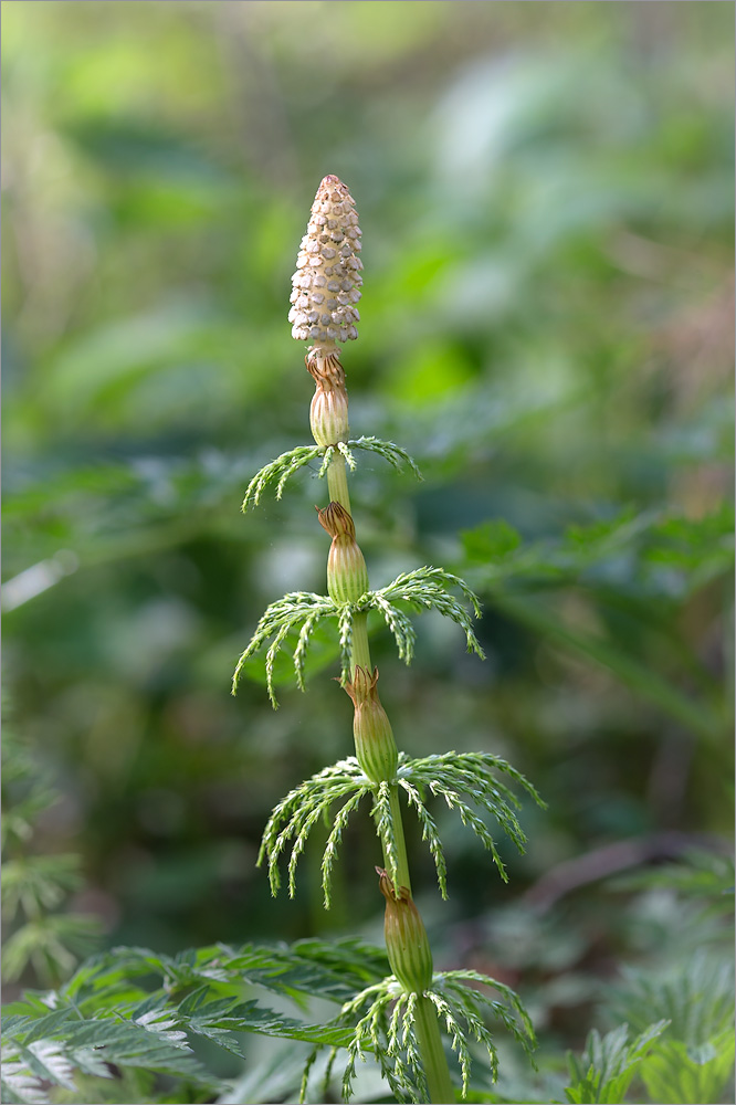 Image of Equisetum sylvaticum specimen.