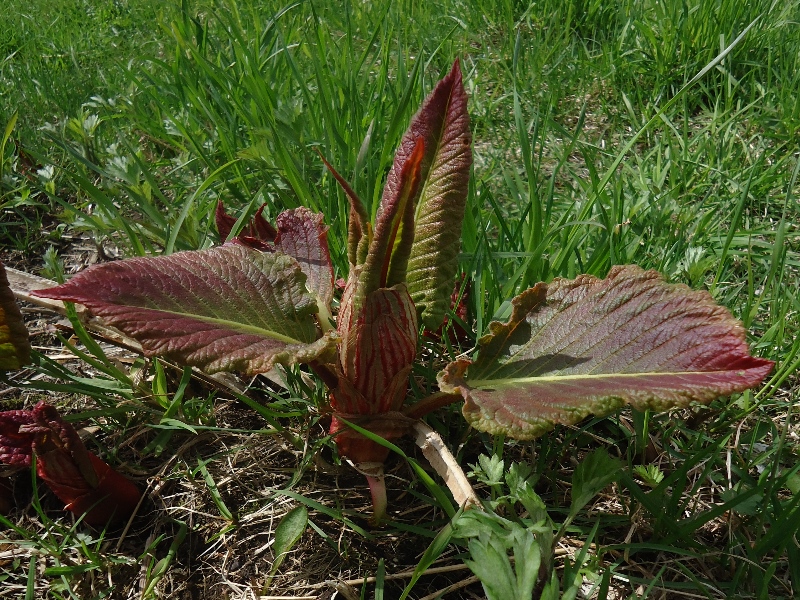 Изображение особи Aconogonon weyrichii.