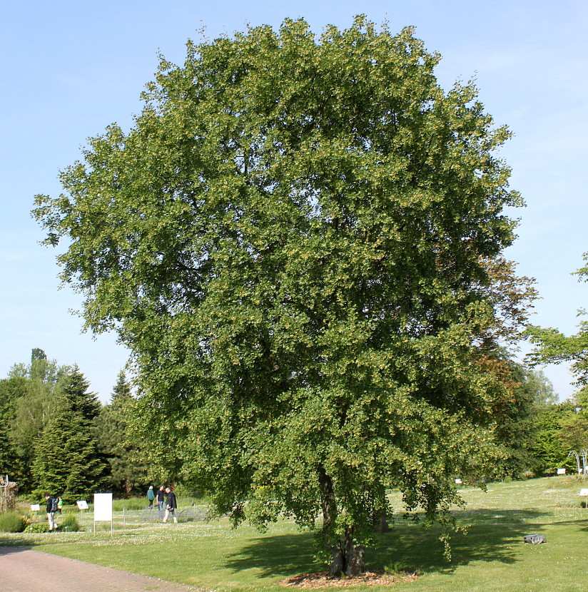 Image of Acer monspessulanum specimen.