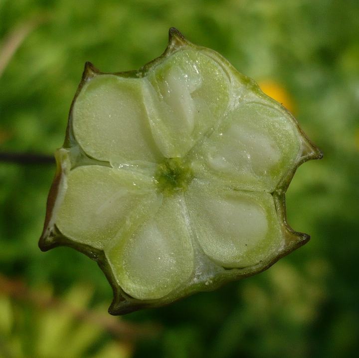 Image of Lilium pilosiusculum specimen.