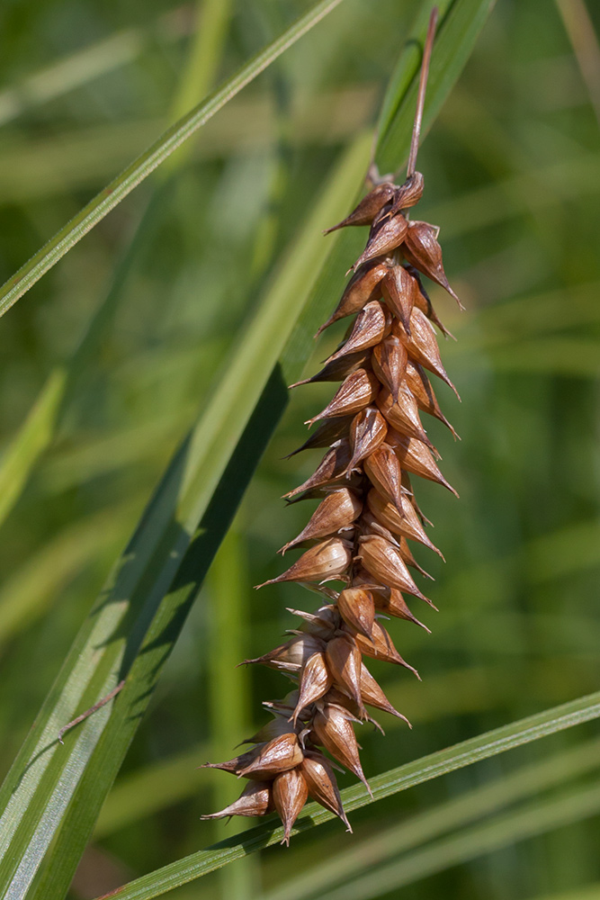 Изображение особи Carex vesicaria.