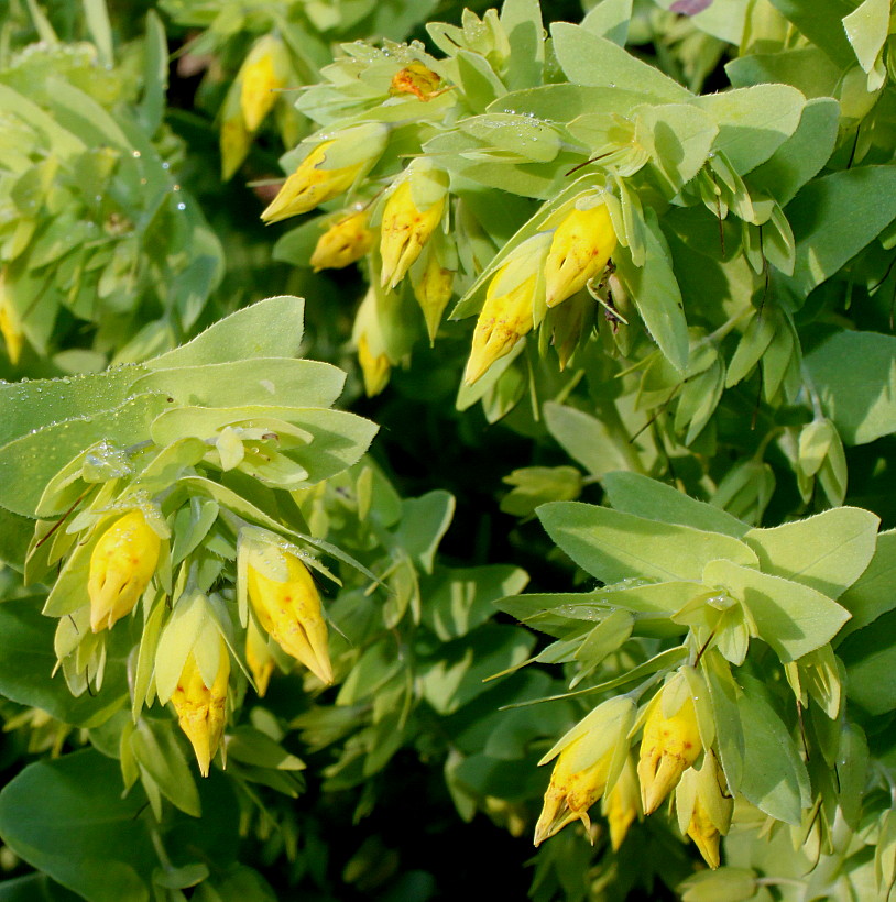 Image of Cerinthe minor specimen.